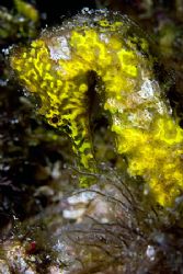 I saw someone post this same seahorse earlier this month.... by Michael Shope 